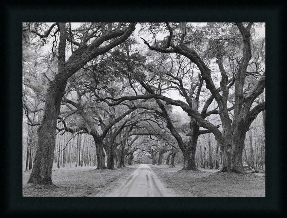 Black and White Wall Decor Elegant Oak Arches by Jim Black White Graphy Framed Art Print Wall Décor Picture