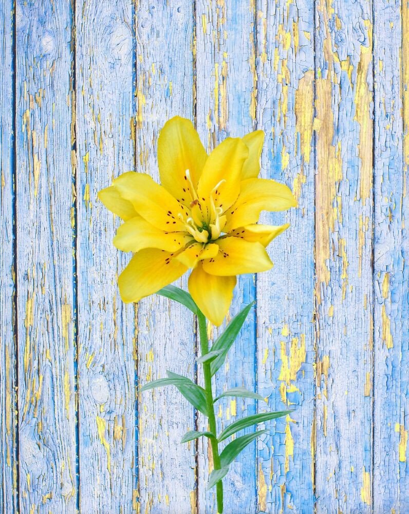 Blue and Yellow Wall Decor Luxury Blue Yellow Wall Art Print Lily Rustic Flower Home Decor Bedroom Bathroom