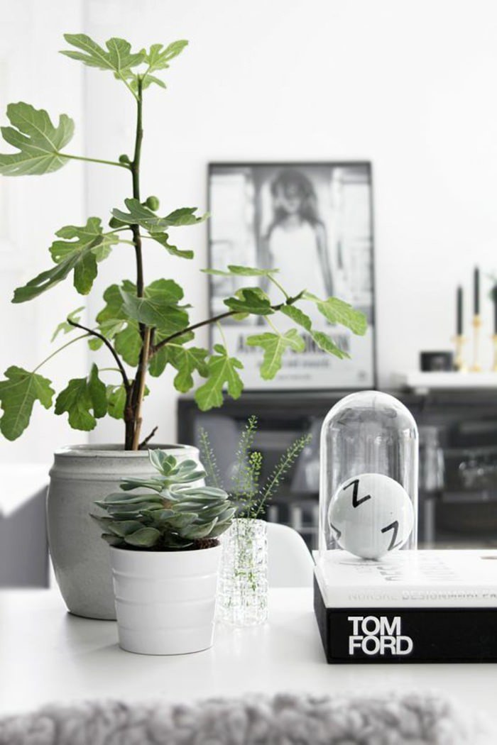 Indoor Plants for Home Decor Beautiful 99 Great Ideas to Display Houseplants Indoor Plants Decoration Page 5 Of 5