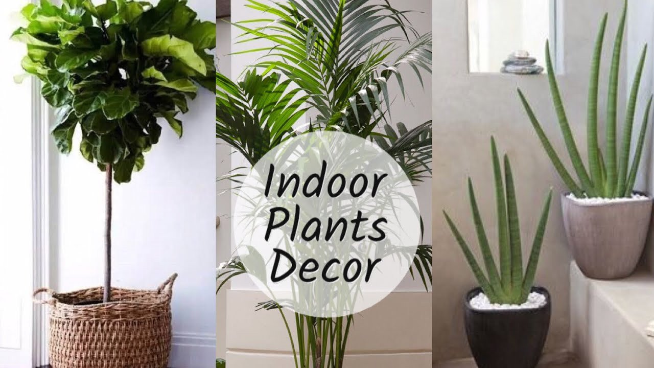 Indoor Plants for Home Decor Beautiful Home Decoration with Plants Best Indoor Plants In India for Decoration