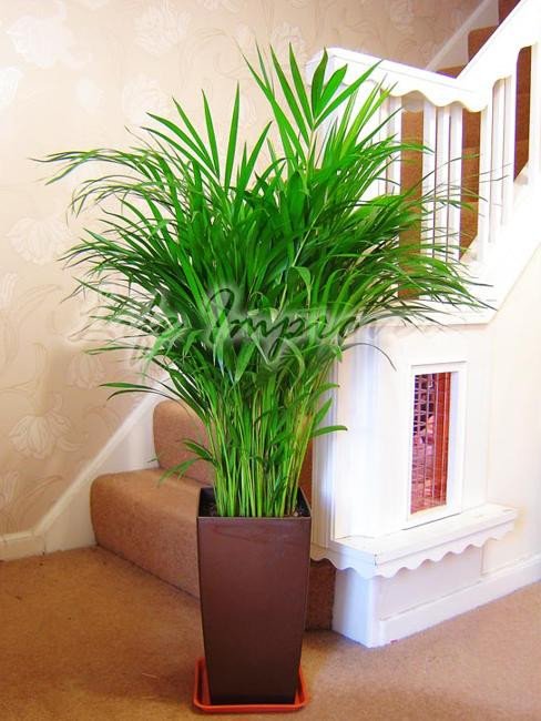 Indoor Plants for Home Decor Best Of Green Home Decor that Cleans the Air top Eco Friendly House Plants