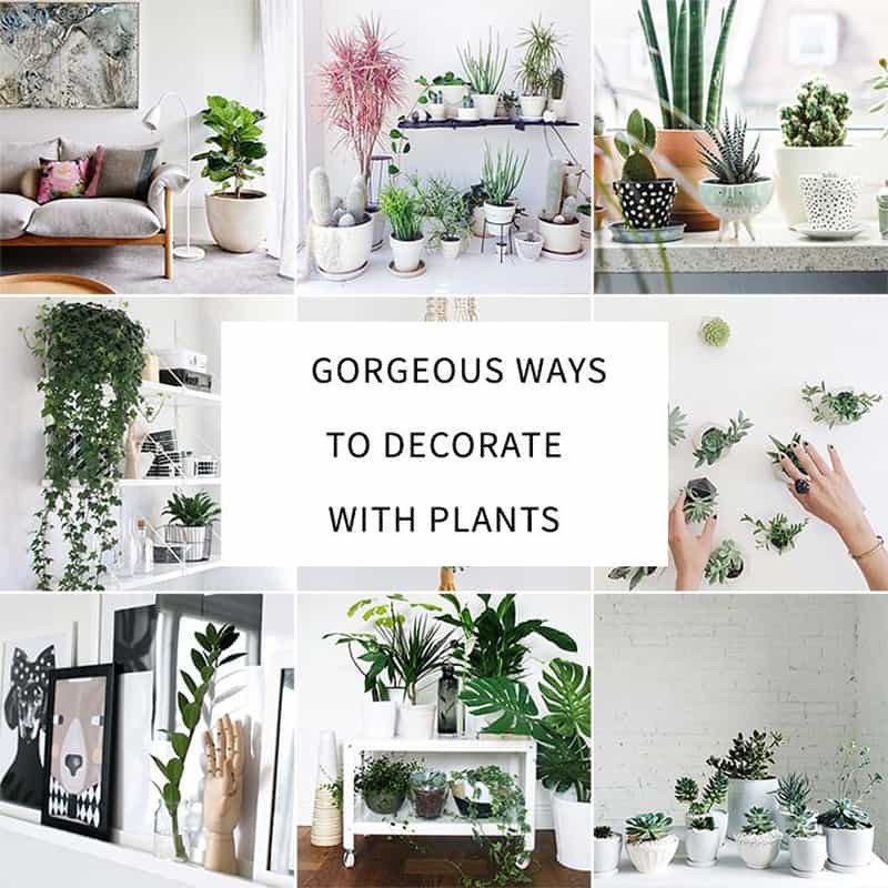 Indoor Plants for Home Decor Best Of How to Decorate Your Interior with Green Indoor Plants and Save Money