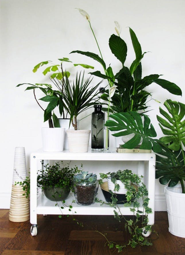 Indoor Plants for Home Decor Fresh 25 Unexpected Ways to Decorate with Plants