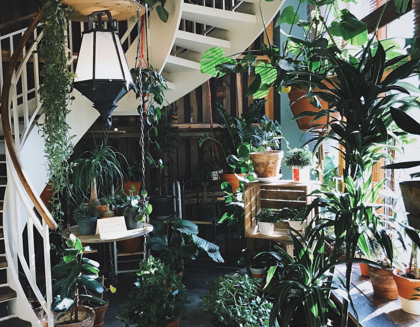 6 Insta Worthy Indoor Plants to Freshen Up Your Home Decor