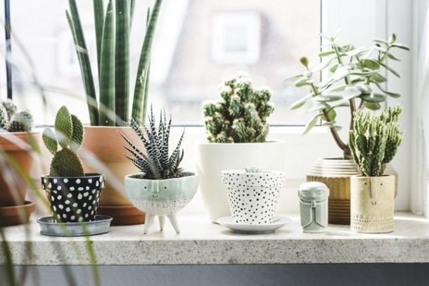 Indoor Plants for Home Decor Fresh Gorgeous Ways to Decorate Your Home with Plants