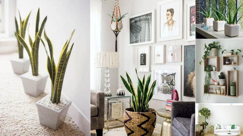 Indoor Plants for Home Decor Inspirational 6 Creative Ways to Include Indoor Plants Into Your Home Décor