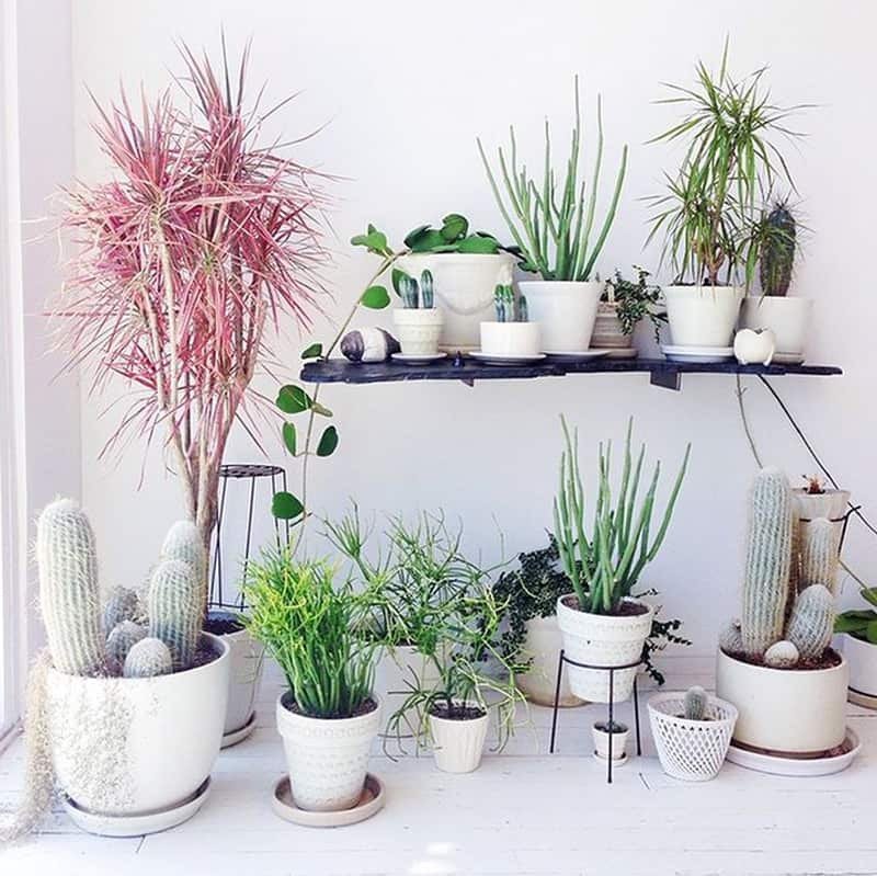 Indoor Plants for Home Decor Luxury How to Decorate Your Interior with Green Indoor Plants and Save Money