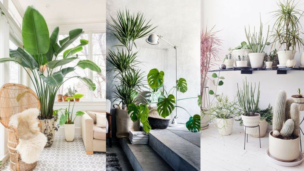 Indoor Plants for Home Decor New 10 Beautiful Ways to Decorate Indoor Plant In Living Room