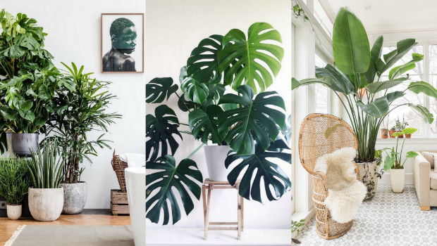 Indoor Plants for Home Decor New A List Of the Best Indoor Plants for Fabulous Home Decor