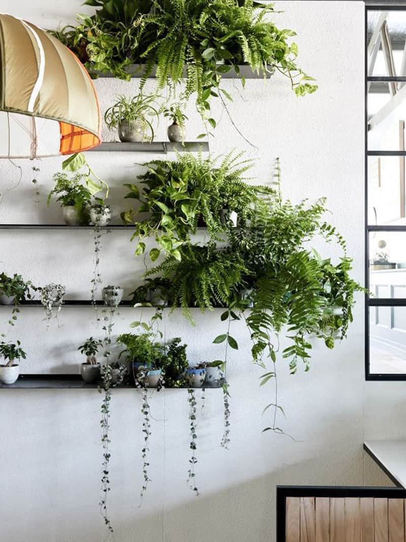 Indoor Plants for Home Decor Unique How to Decorate Your Interior with Green Indoor Plants and Save Money