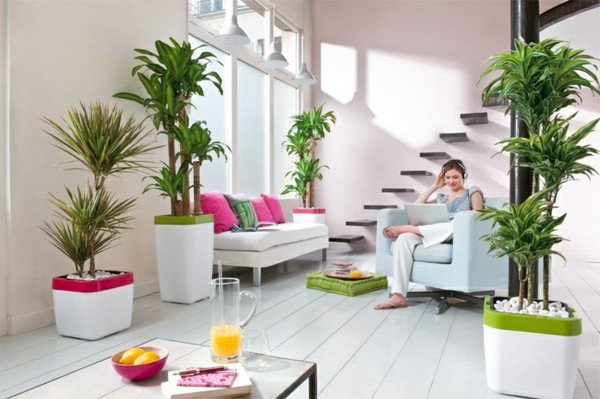 Modern Living Room Decorating Ideas Plant Unique Feng Shui Plant for Harmony and Positive Energy In the Living Room