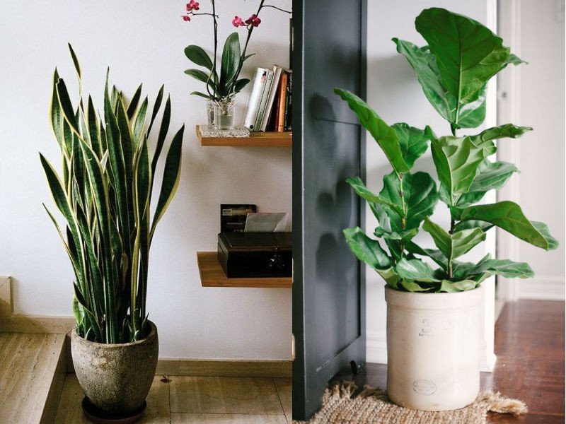 Using Plants In Home Decor Inspirational Stylish Ways to Use Indoor Plants In Your Home Décor