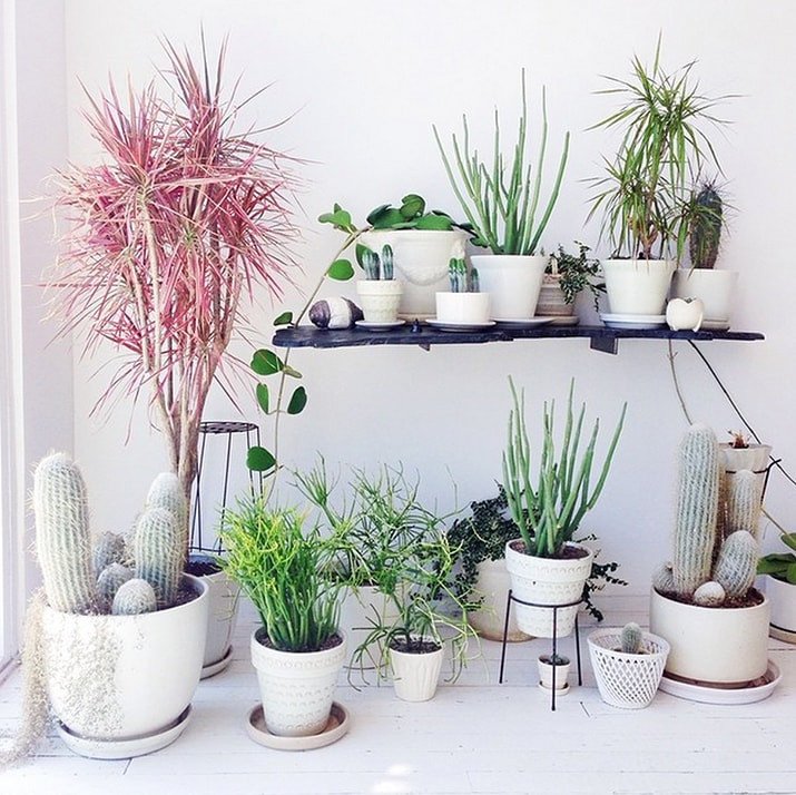 Using Plants In Home Decor Luxury 9 Gorgeous Ways to Decorate with Plants Melyssa Griffin